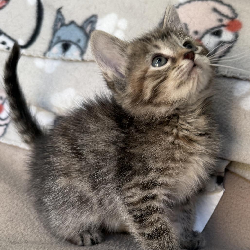 Enlarge Squall - Adoption Pending, a Adoptable Domestic Short Hair in Glenelg, MD image 2/5