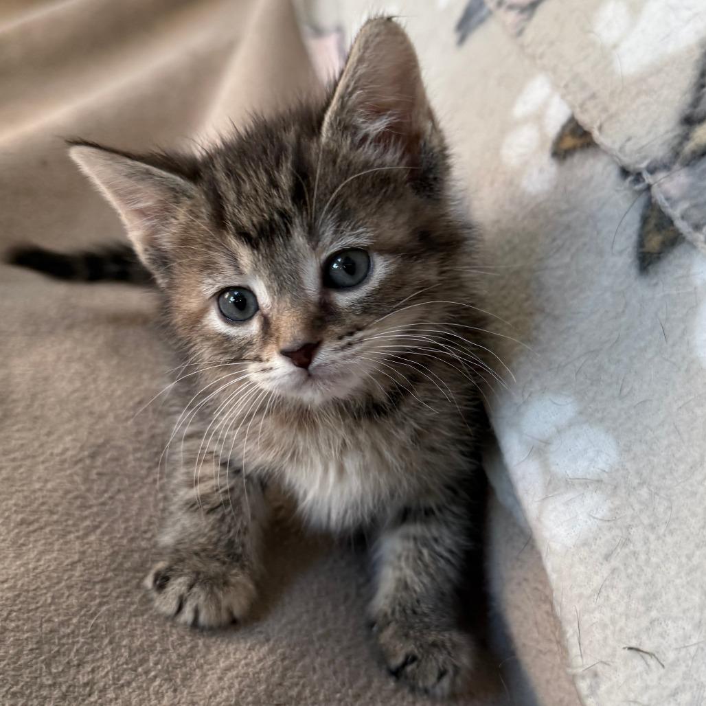 Enlarge Squall - Adoption Pending, a Adoptable Domestic Short Hair in Glenelg, MD image 3/5