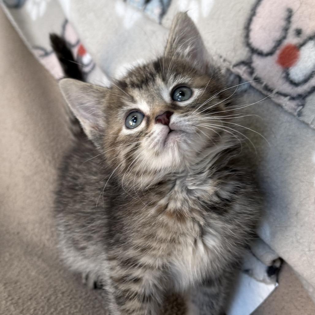 Enlarge Squall - Adoption Pending, a Adoptable Domestic Short Hair in Glenelg, MD image 4/5