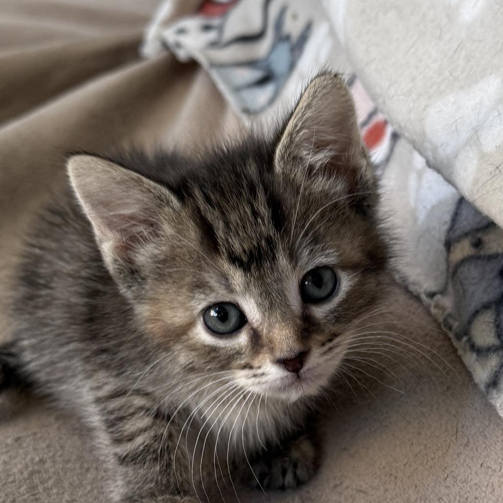 Enlarge Squall - Adoption Pending, a Adoptable Domestic Short Hair in Glenelg, MD image 5/5