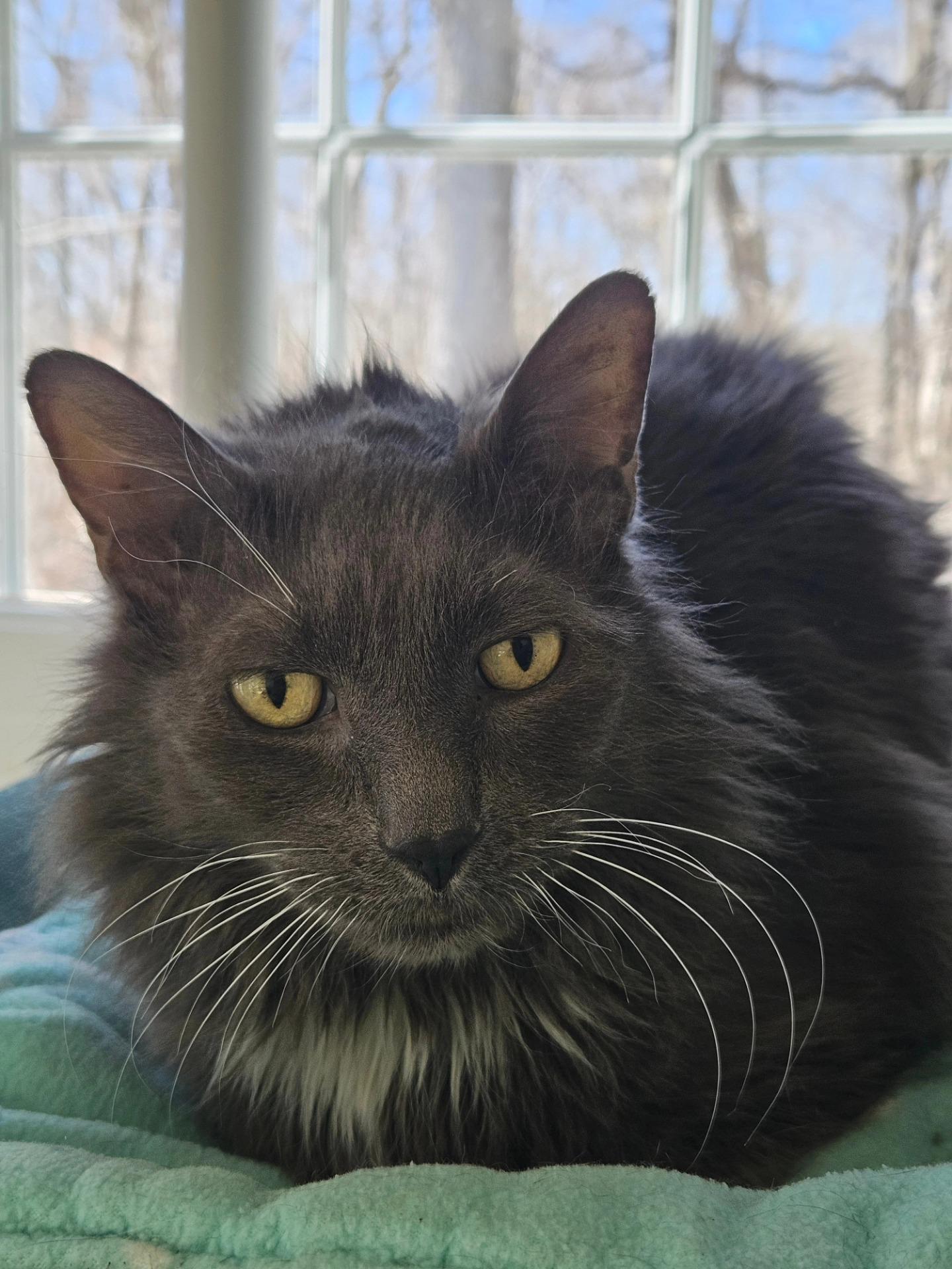 Chunk, ADOPTABLE, Adult Male Domestic Long Hair.