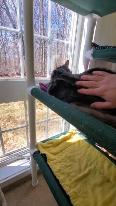 Enlarge Chunk, a ADOPTABLE Domestic Long Hair in Westbrook, CT video 2/2