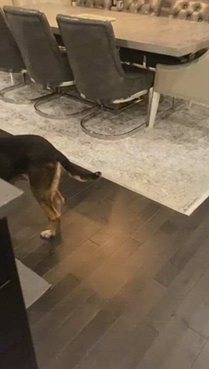 Enlarge APRIL, a Adopted mixed breed in Pierrefonds, QC video 1/6