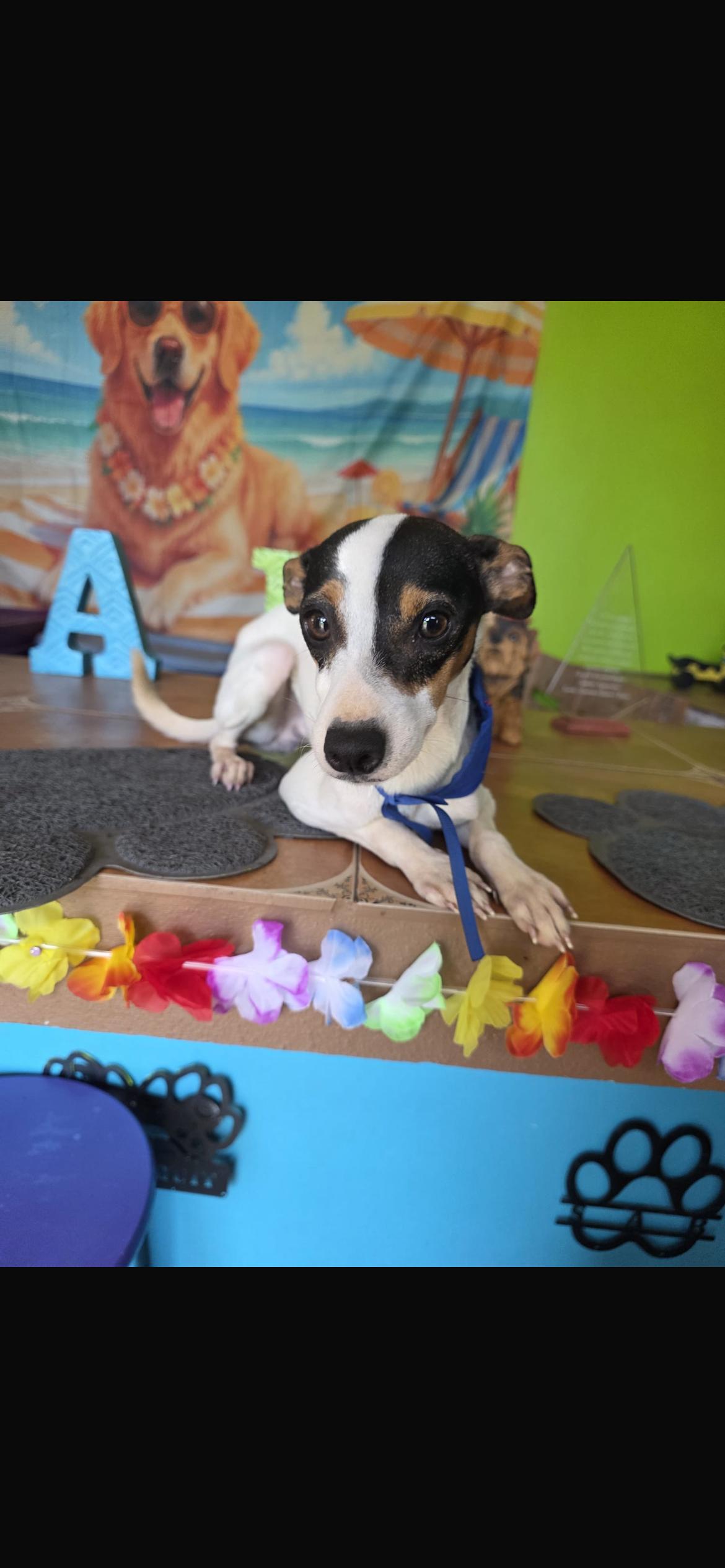 Diesel, ADOPTABLE, Young Male Rat Terrier.