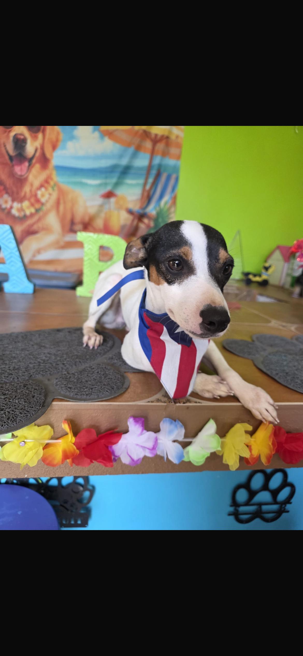 Diesel, a ADOPTABLE mixed breed in Virginia Beach, VA image 2/3