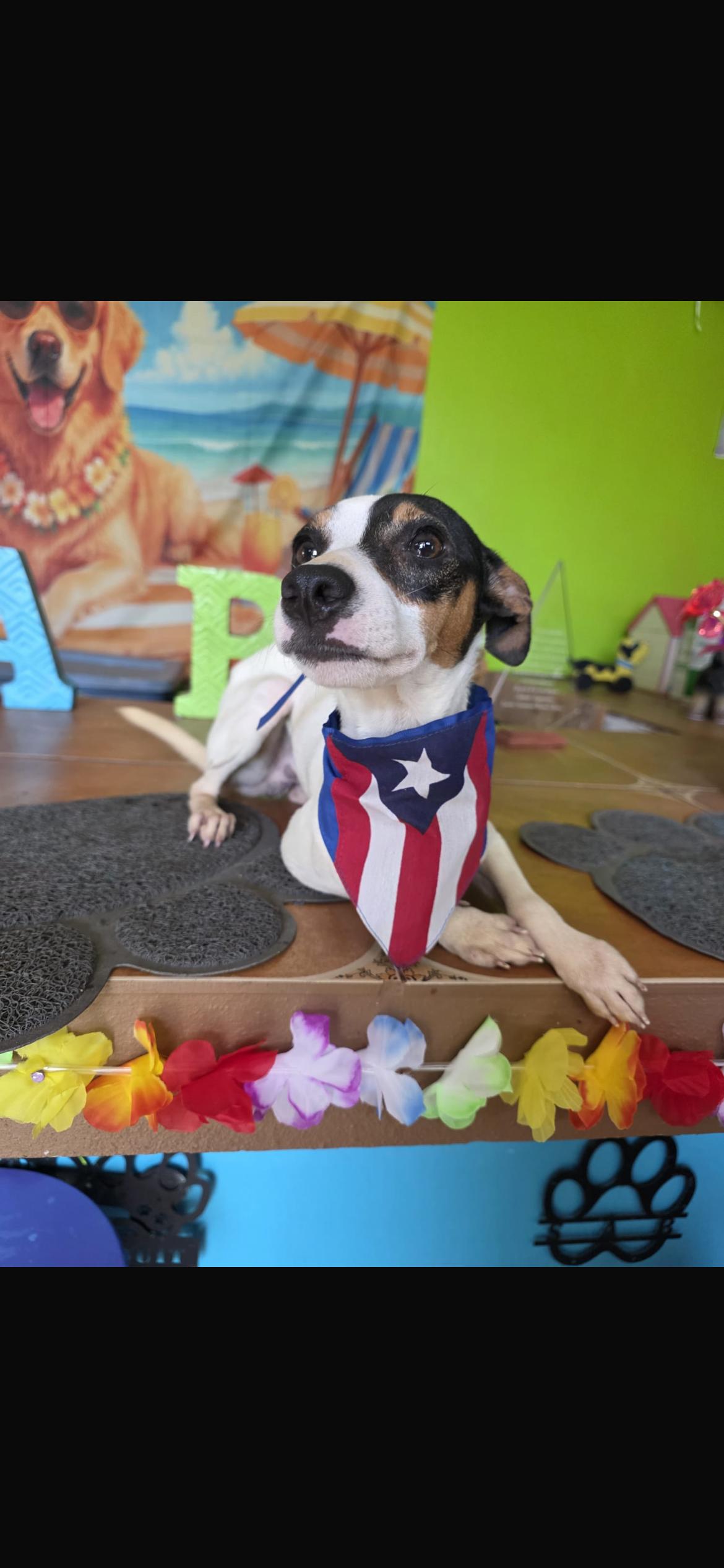 Diesel, a ADOPTABLE mixed breed in Virginia Beach, VA image 3/3