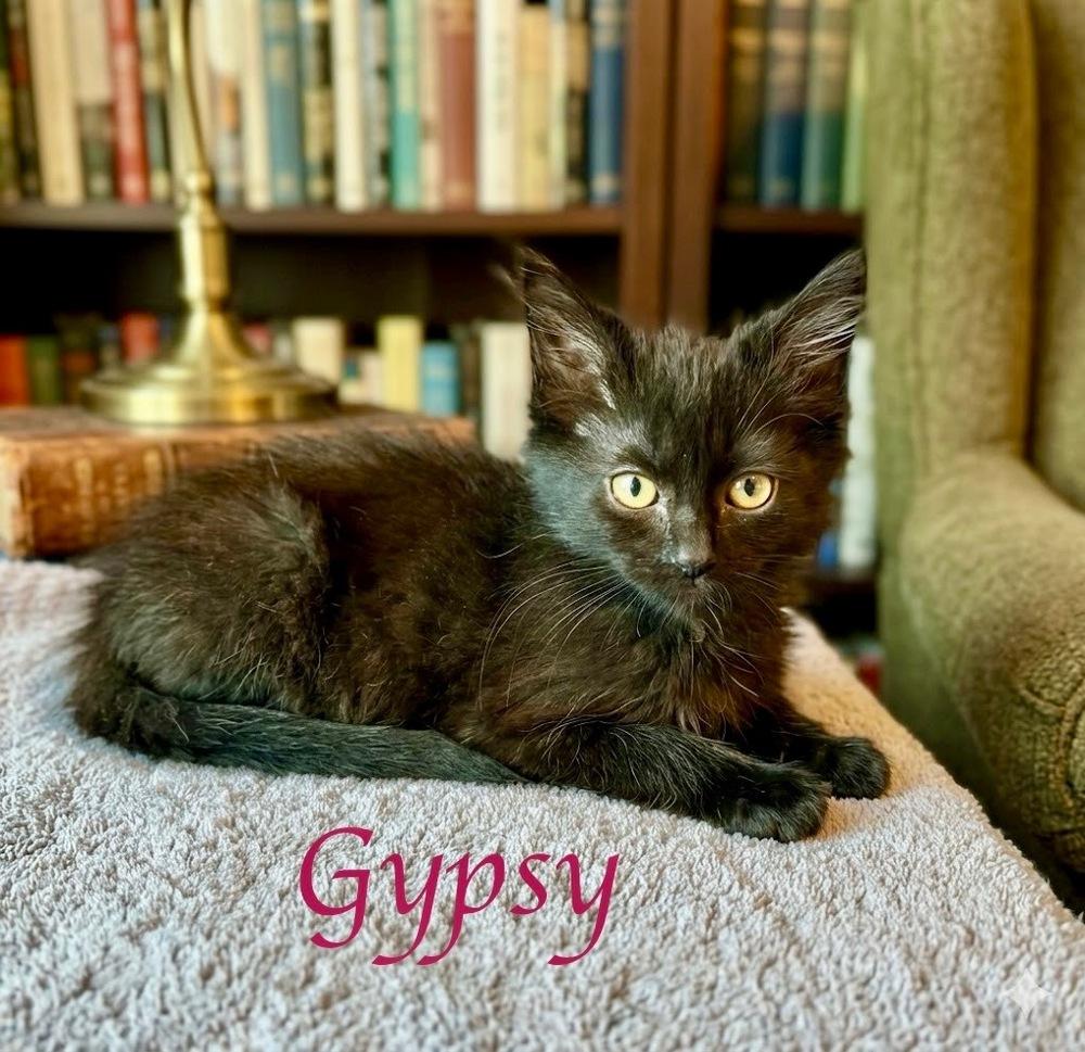 Gypsy, Adoptable, Kitten Female Domestic Medium Hair.