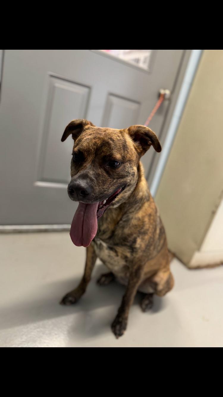 Willow, Adoptable, Adult Female Plott Hound.