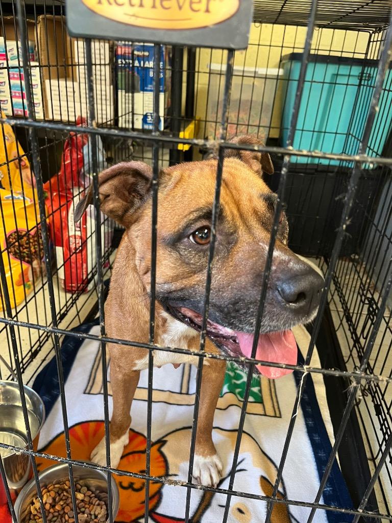 Enlarge Margaret, a Adoptable mixed breed in Winnsboro, SC image 1/1