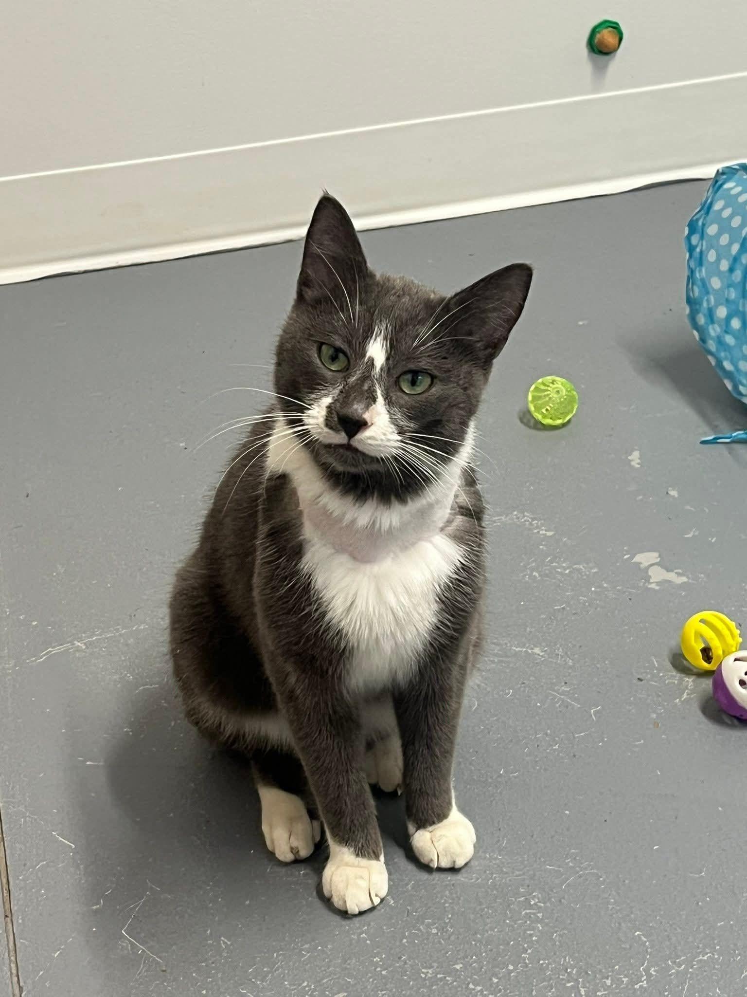 Chatty, ADOPTABLE, Adult Male Domestic Short Hair.