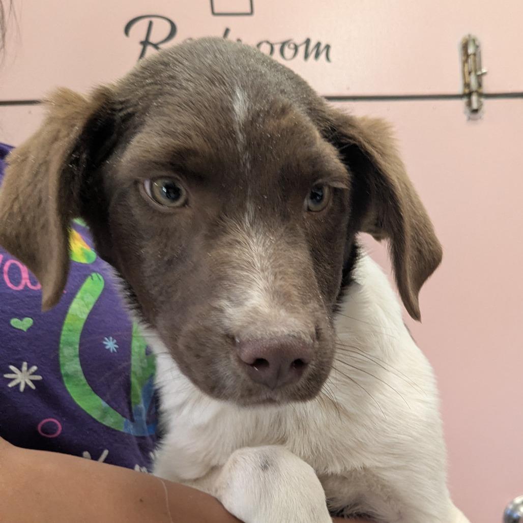Bacon, Adoptable, Puppy Male Mixed Breed.