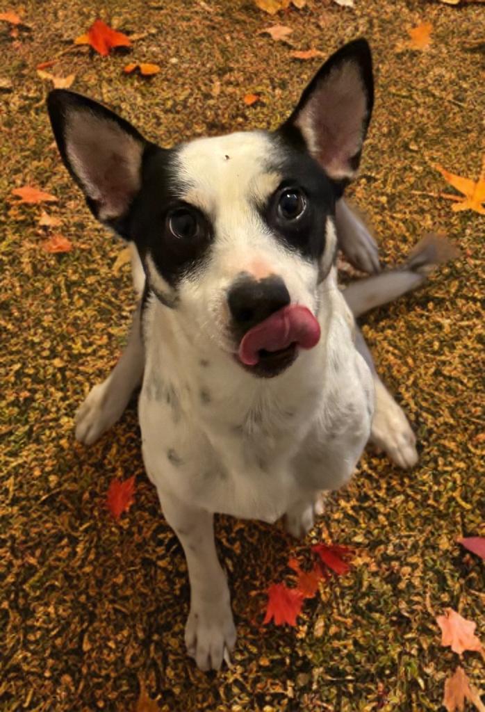 Enlarge Graham , an adoptable Rat Terrier in San Antonio, TX image 1/4