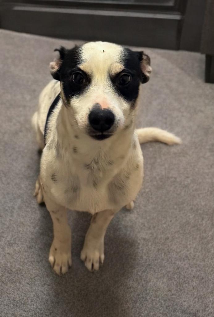 Enlarge Graham , an adoptable Rat Terrier in San Antonio, TX image 2/4