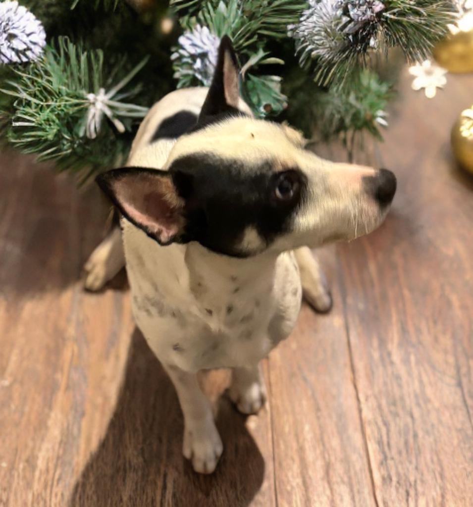 Enlarge Graham , an adoptable Rat Terrier in San Antonio, TX image 3/4