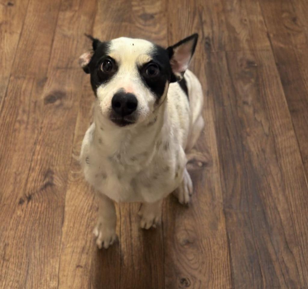 Enlarge Graham , an adoptable Rat Terrier in San Antonio, TX image 4/4