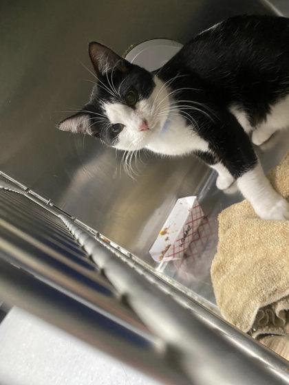 Enlarge Wallace, a Adoptable Domestic Short Hair in Hobart, IN image 1/3