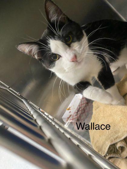Enlarge Wallace, a Adoptable Domestic Short Hair in Hobart, IN image 2/3