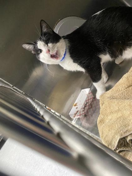 Enlarge Wallace, a Adoptable Domestic Short Hair in Hobart, IN image 3/3