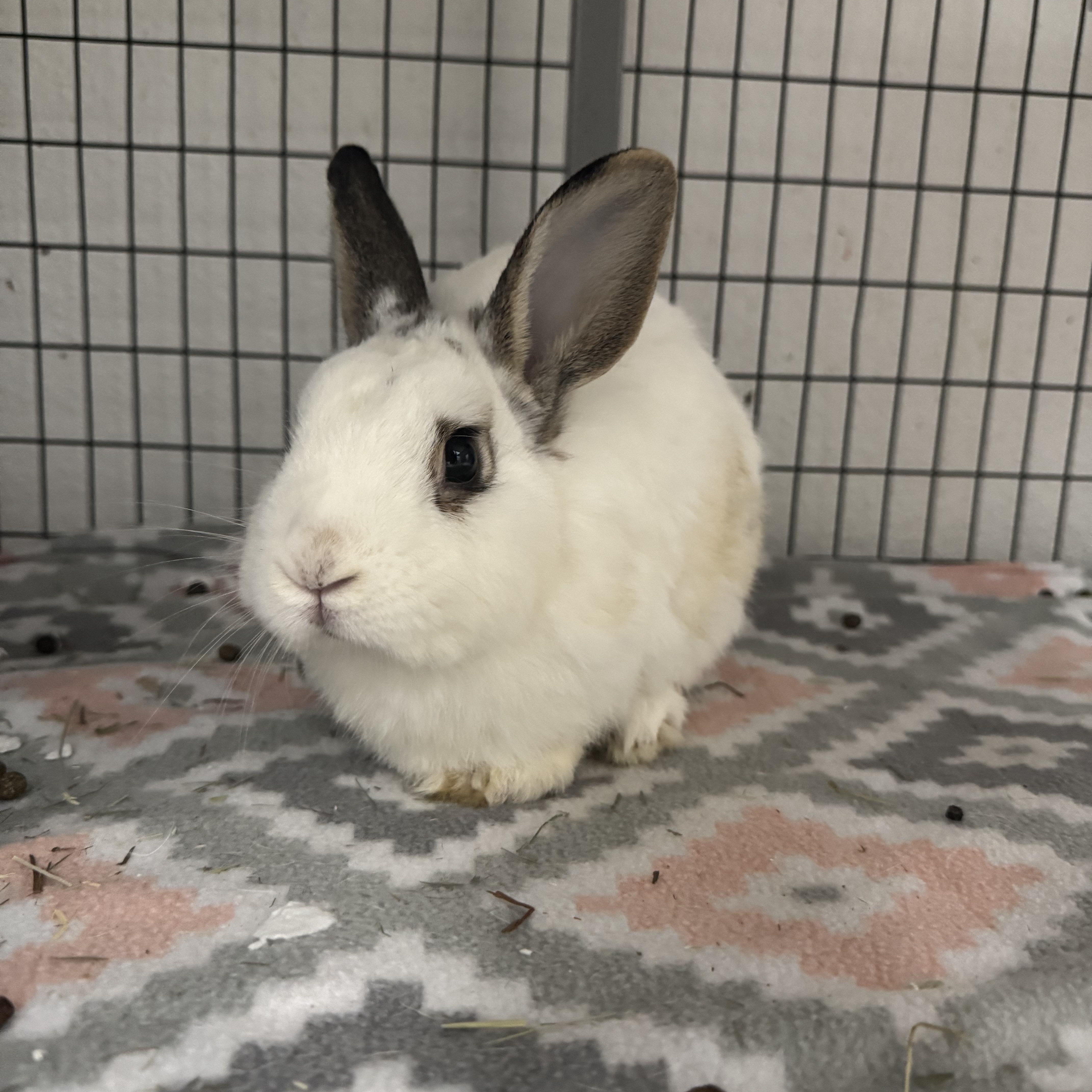 Enlarge Yellowstone, a Adoptable mixed breed in Ponchatoula, LA image 1/2