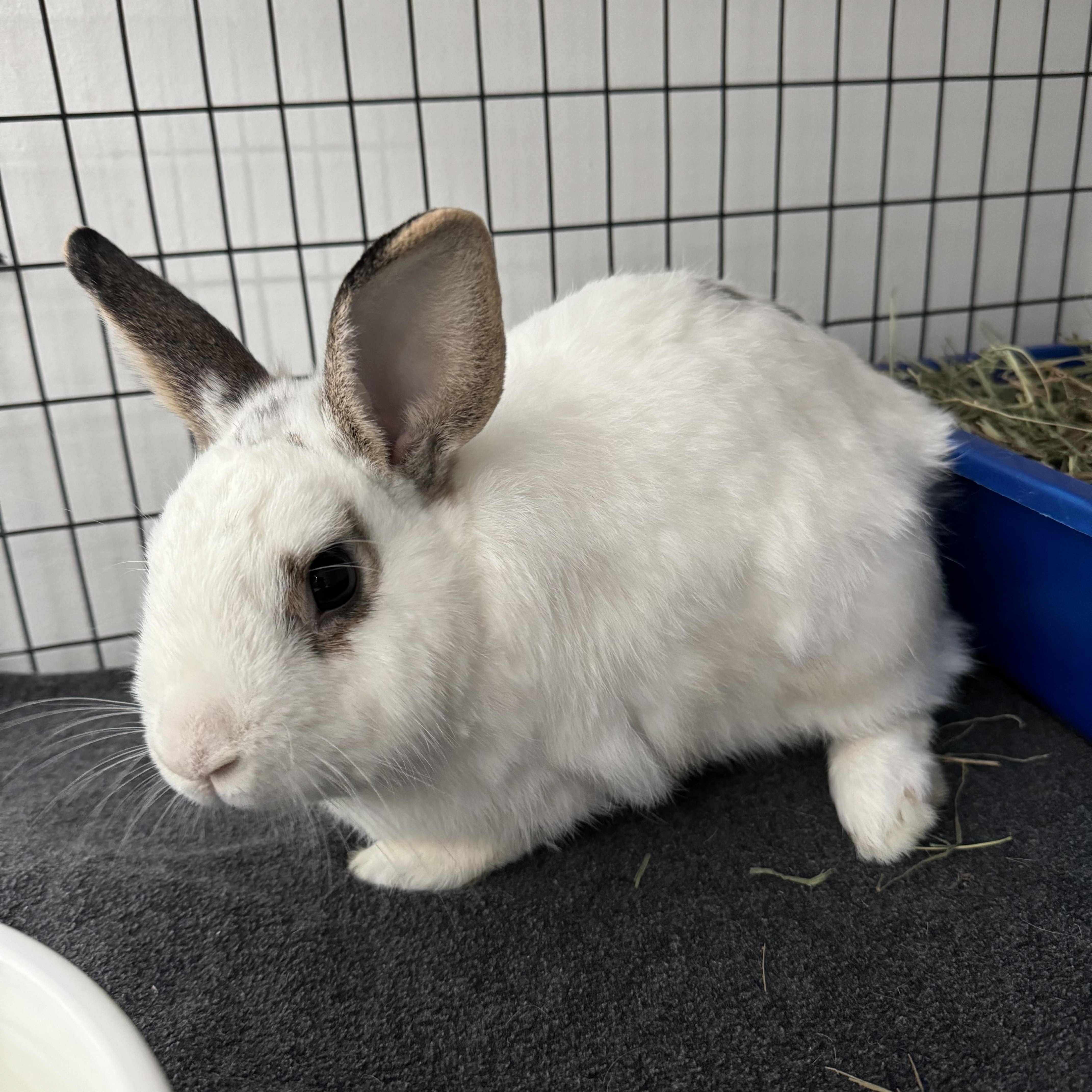 Enlarge Yellowstone, a Adoptable mixed breed in Ponchatoula, LA image 2/2