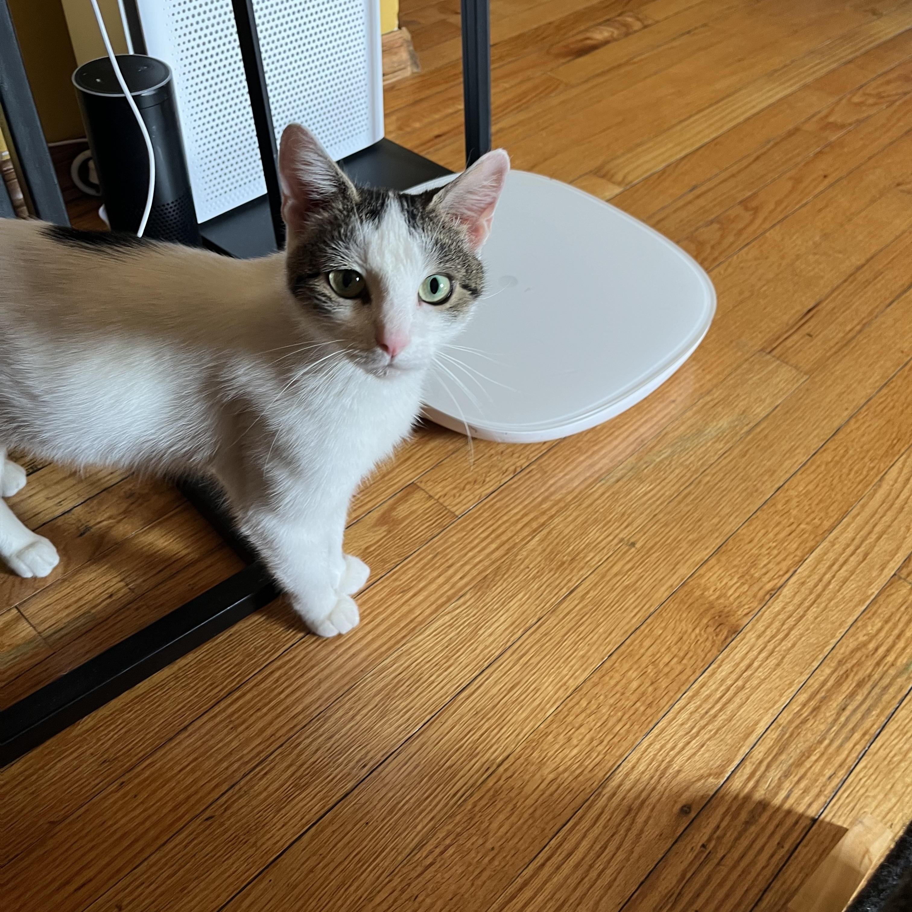 Celeste, ADOPTABLE, Young Female Domestic Short Hair.