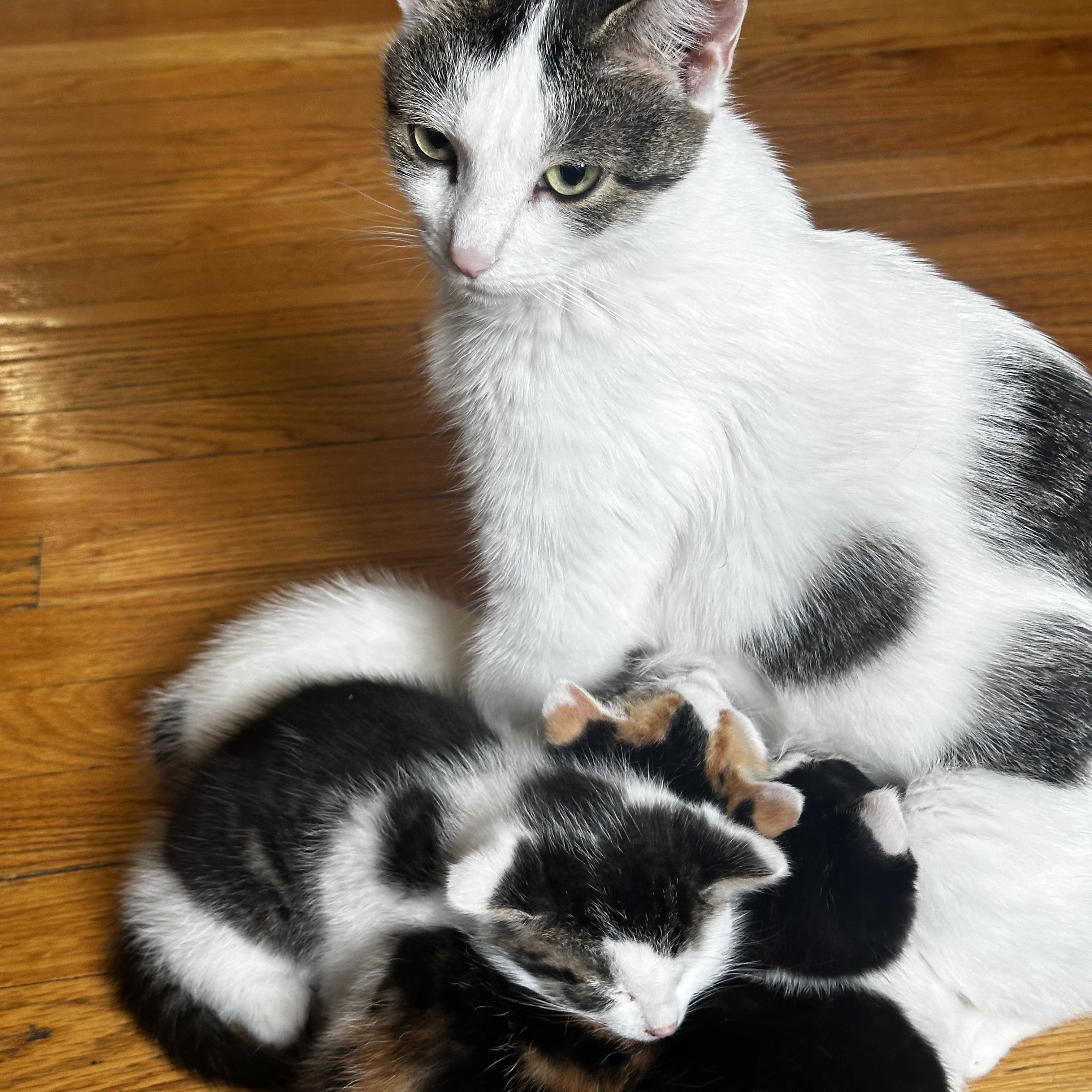 Enlarge Celeste, a ADOPTABLE Domestic Short Hair in Pompton Lakes, NJ image 2/5