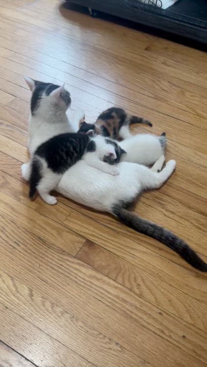 Enlarge Celeste, a ADOPTABLE Domestic Short Hair in Pompton Lakes, NJ video 4/5