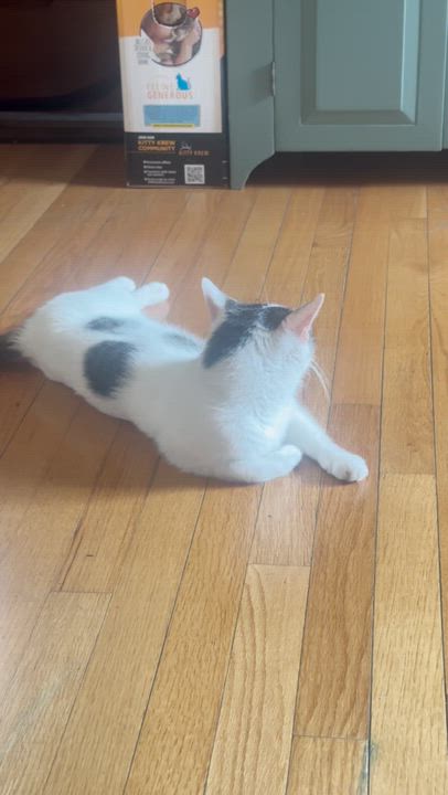Enlarge Celeste, a ADOPTABLE Domestic Short Hair in Pompton Lakes, NJ video 3/5