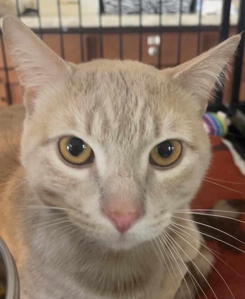 Enlarge BENJI, a Adoptable mixed breed in Southbury, CT image 2/6