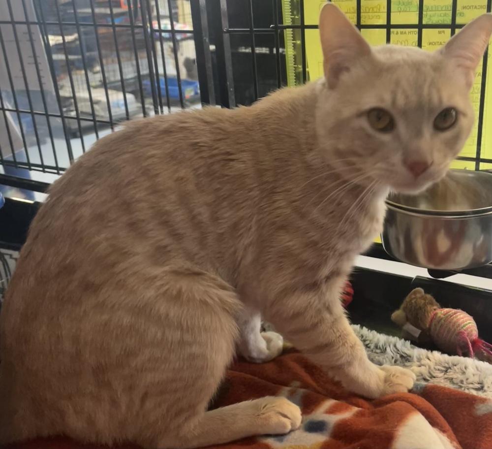 Enlarge BENJI, a Adoptable mixed breed in Southbury, CT image 3/6