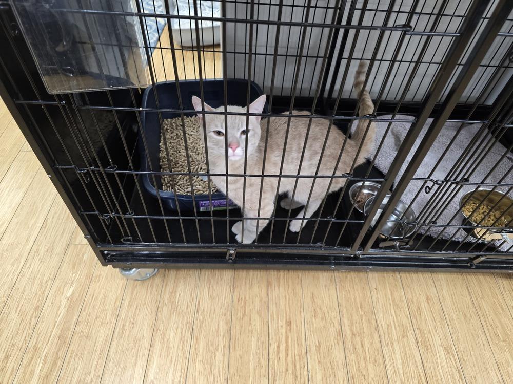 Enlarge BENJI, a Adoptable mixed breed in Southbury, CT image 5/6