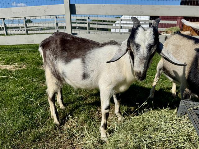 AUGUSTINE, Adoptable, Young Male Goat.