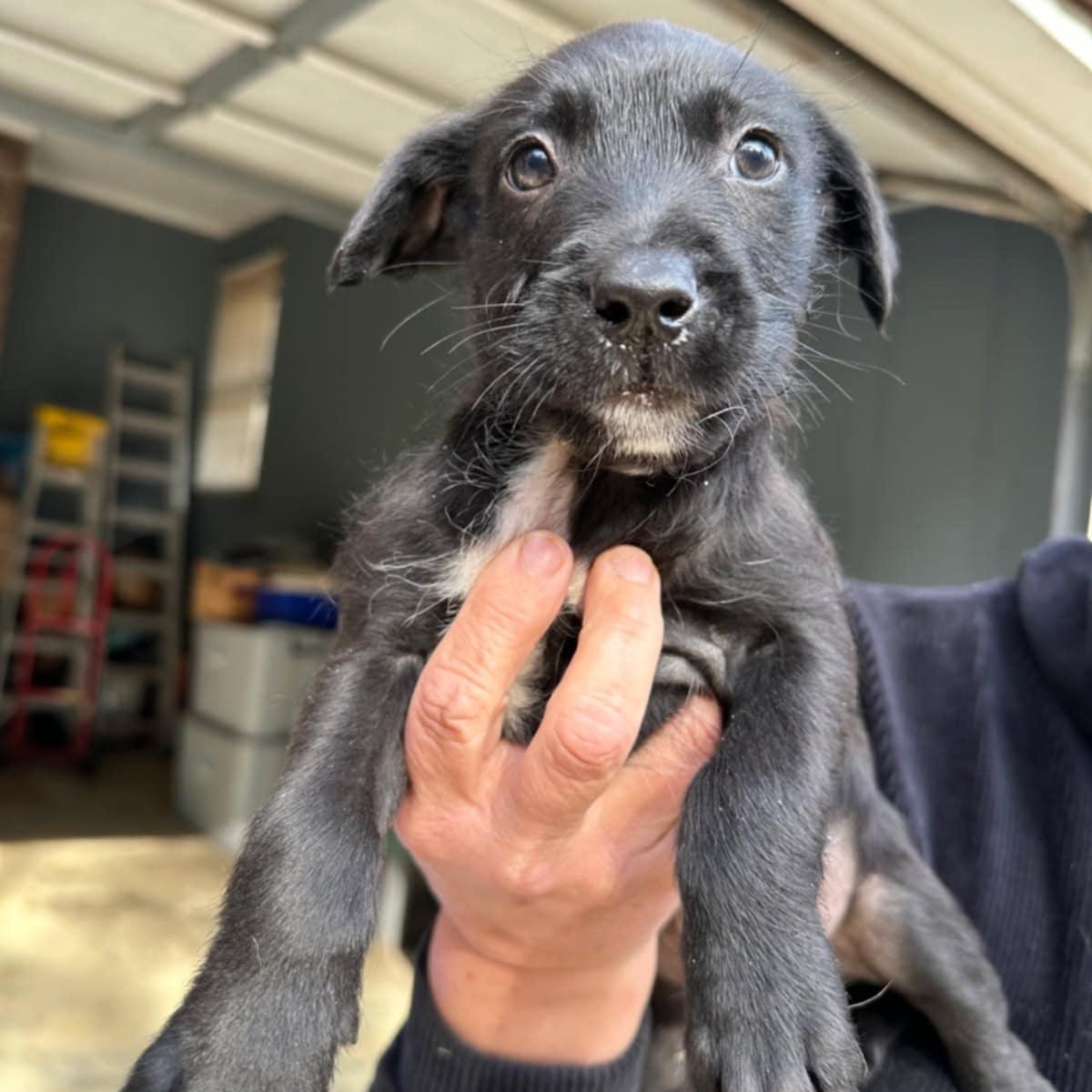Luke, ADOPTABLE, Young Male Mixed Breed.