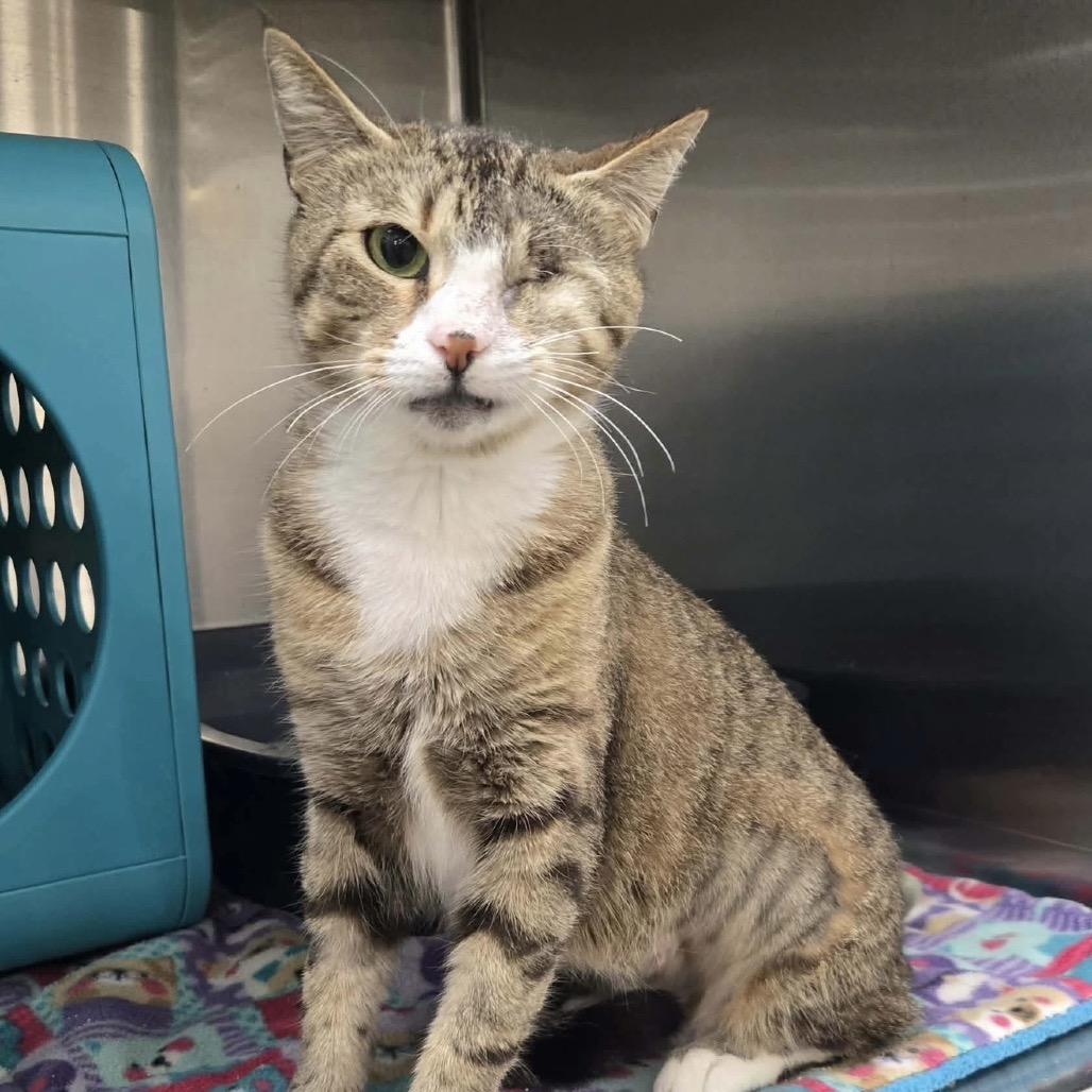 Enlarge Olive, a Adoptable Domestic Short Hair in Williston, FL image 1/4