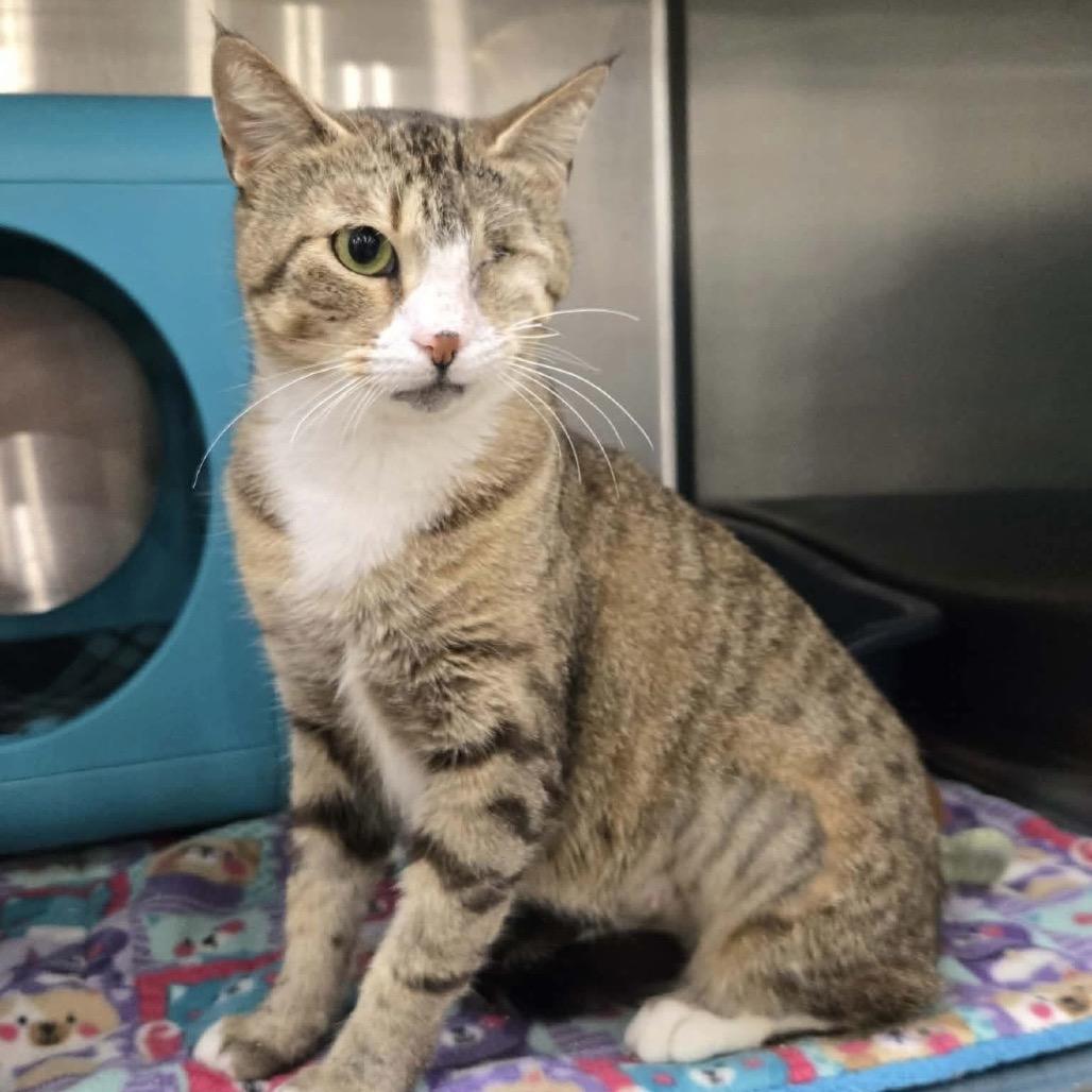 Enlarge Olive, a Adoptable Domestic Short Hair in Williston, FL image 2/4