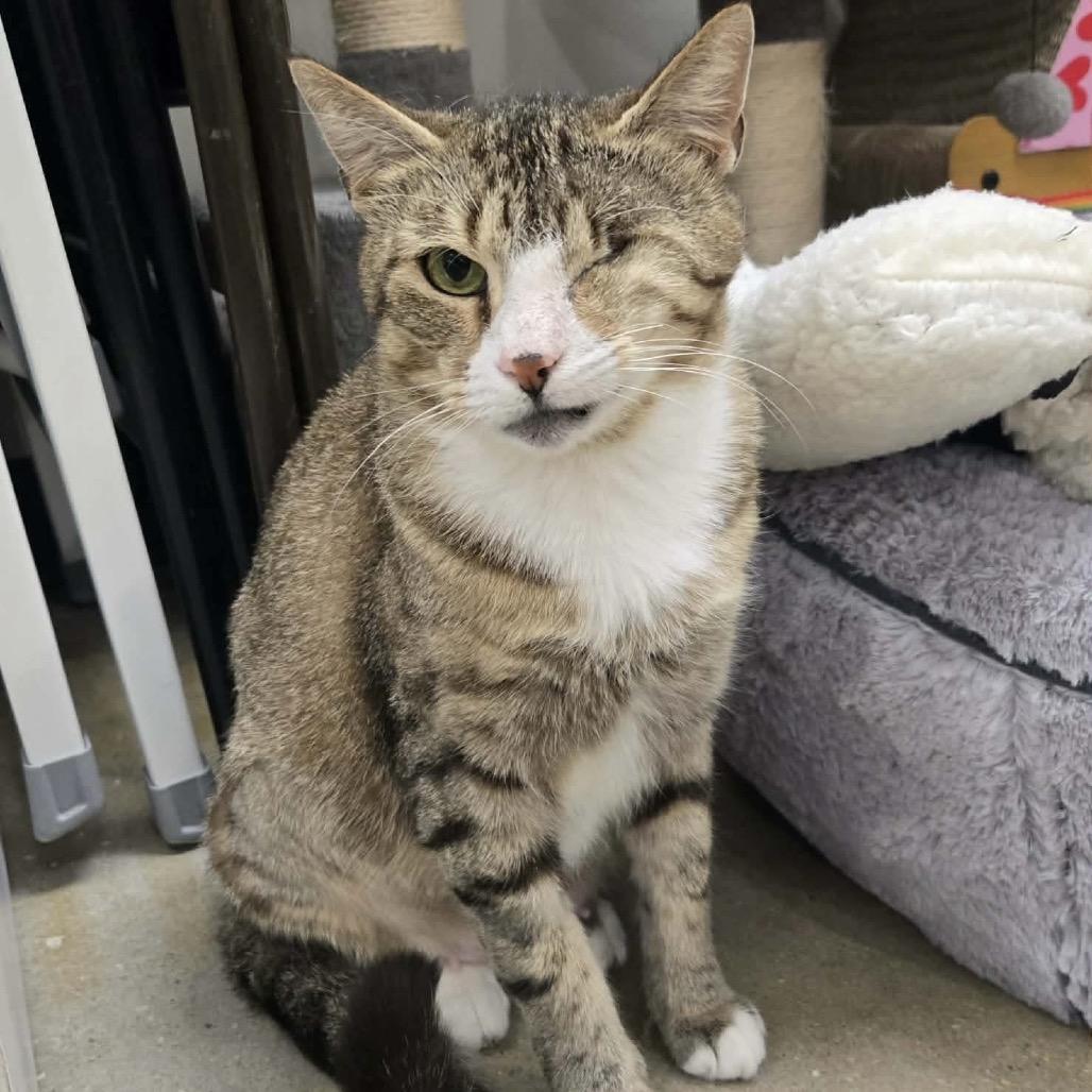 Enlarge Olive, a Adoptable Domestic Short Hair in Williston, FL image 3/4