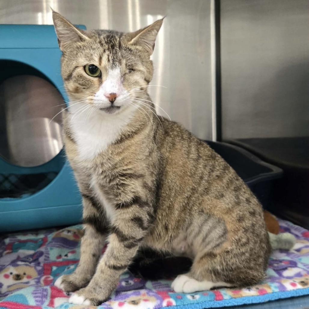 Enlarge Olive, a Adoptable Domestic Short Hair in Williston, FL image 4/4