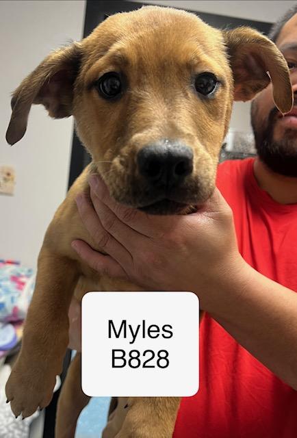 Myles, Adoptable, Puppy Male Labrador Retriever.