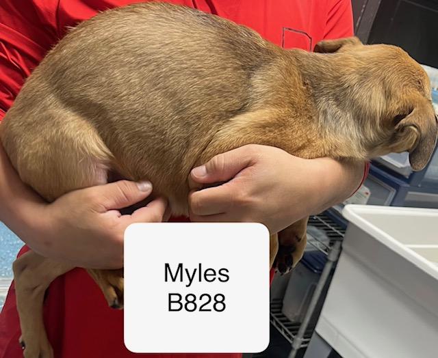 Myles, a Adoptable mixed breed in Morganton, NC image 2/2