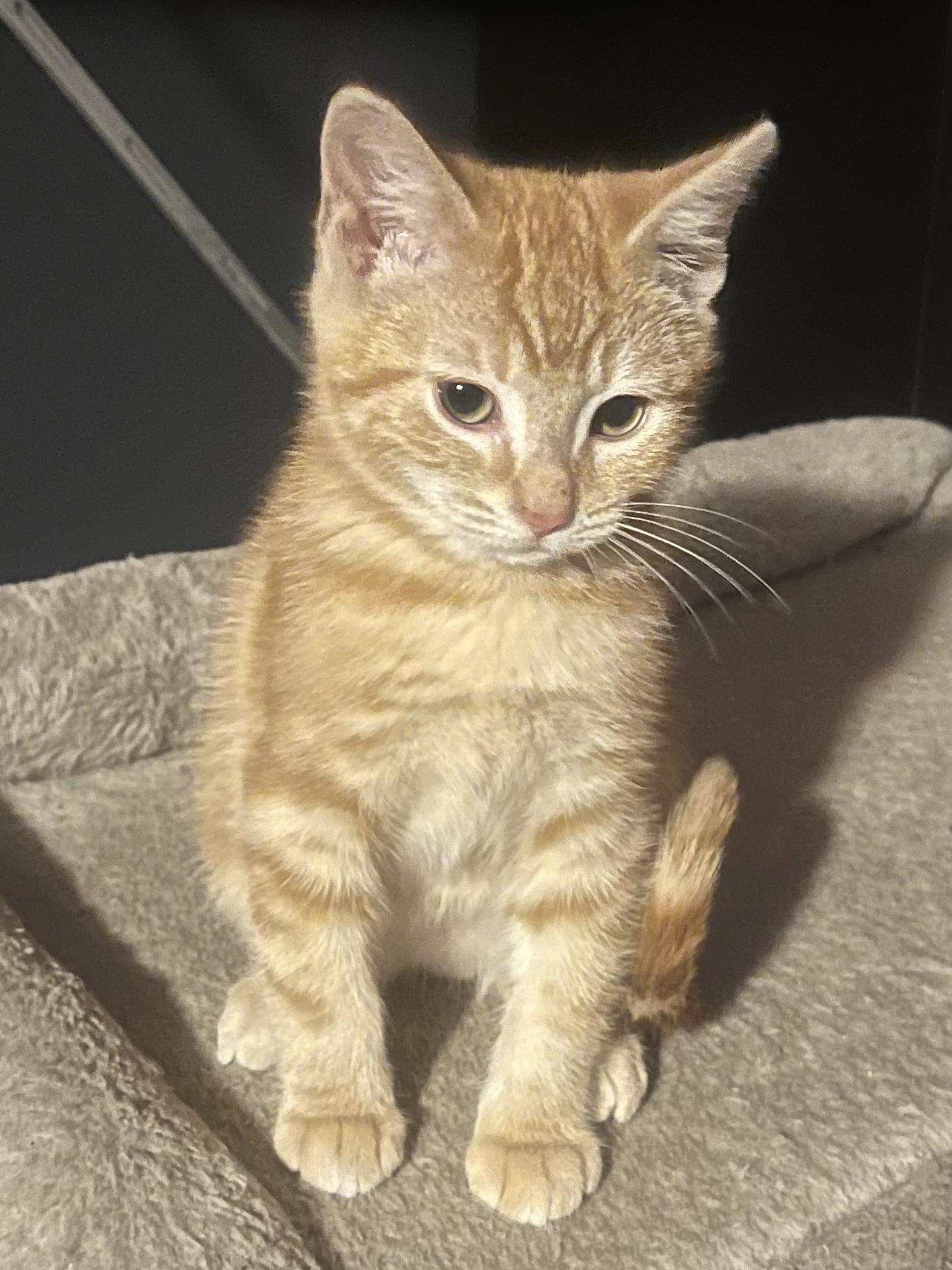 Enlarge Pre-Adoption: Sweet, a Adoptable Domestic Short Hair in Chilliwack, BC image 1/1