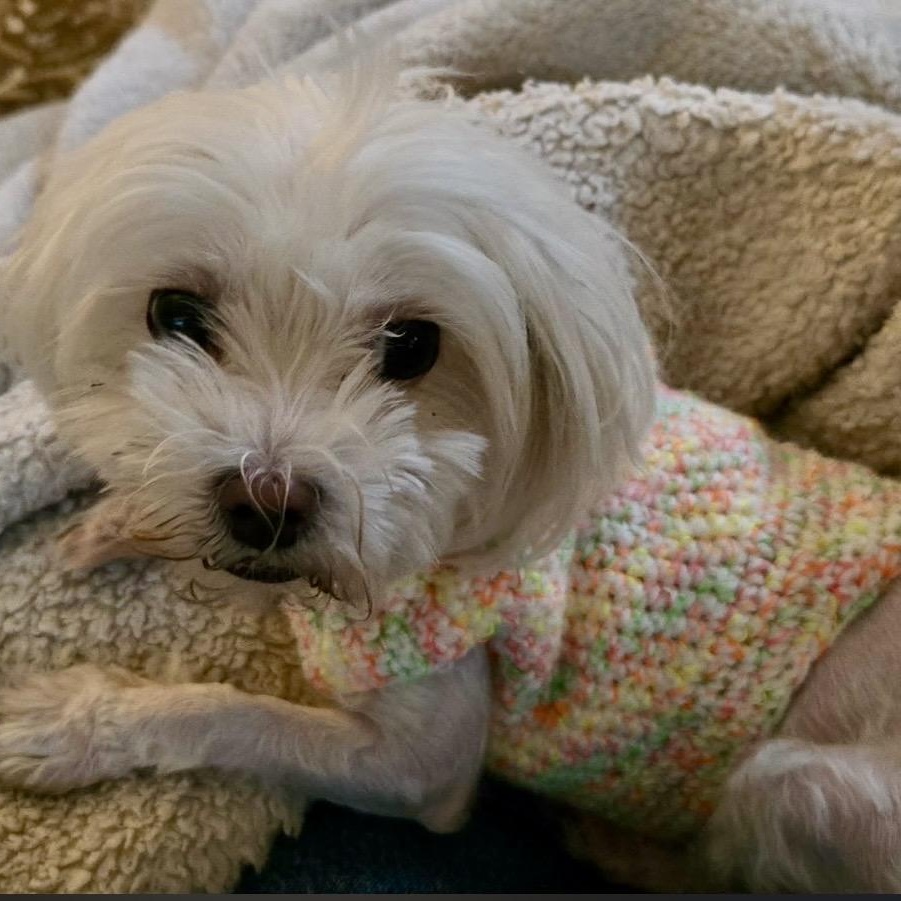 Enlarge Elfie , an adopted mixed breed in Pelham, NH image 2/6