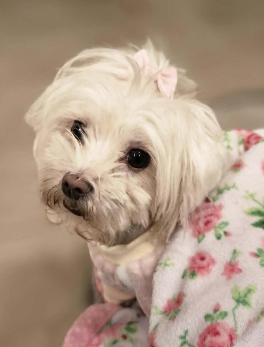 Enlarge Elfie , an adopted mixed breed in Pelham, NH image 5/6