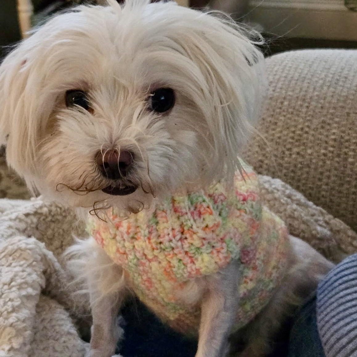 Enlarge Elfie , an adopted mixed breed in Pelham, NH image 1/6