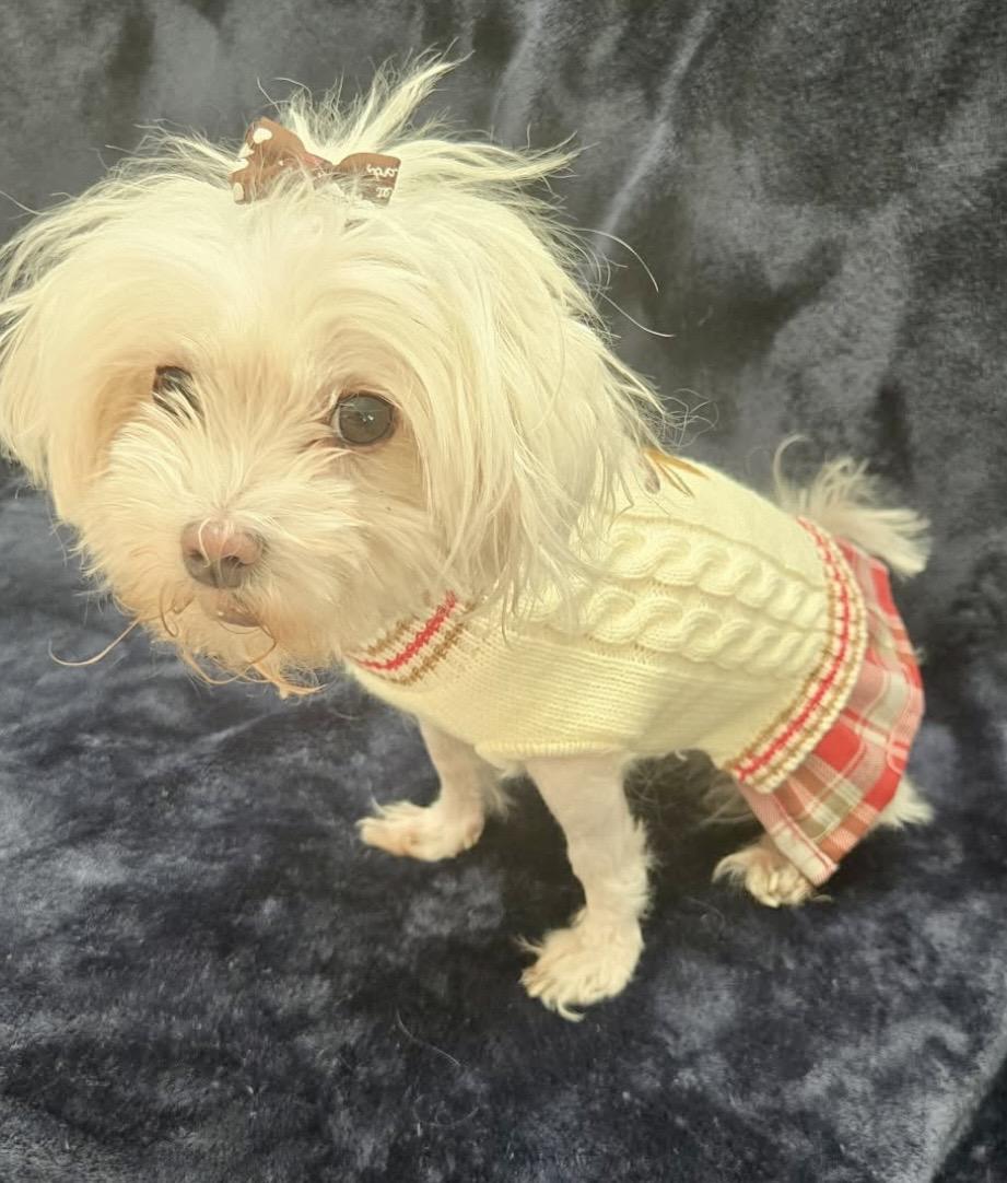 Enlarge Elfie , an adopted mixed breed in Pelham, NH image 6/6