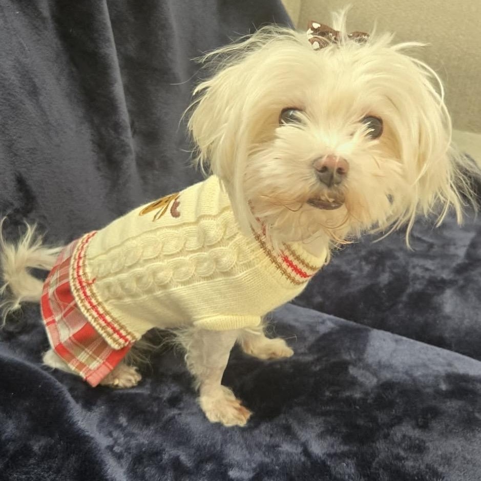 Enlarge Elfie , an adopted mixed breed in Pelham, NH image 3/6