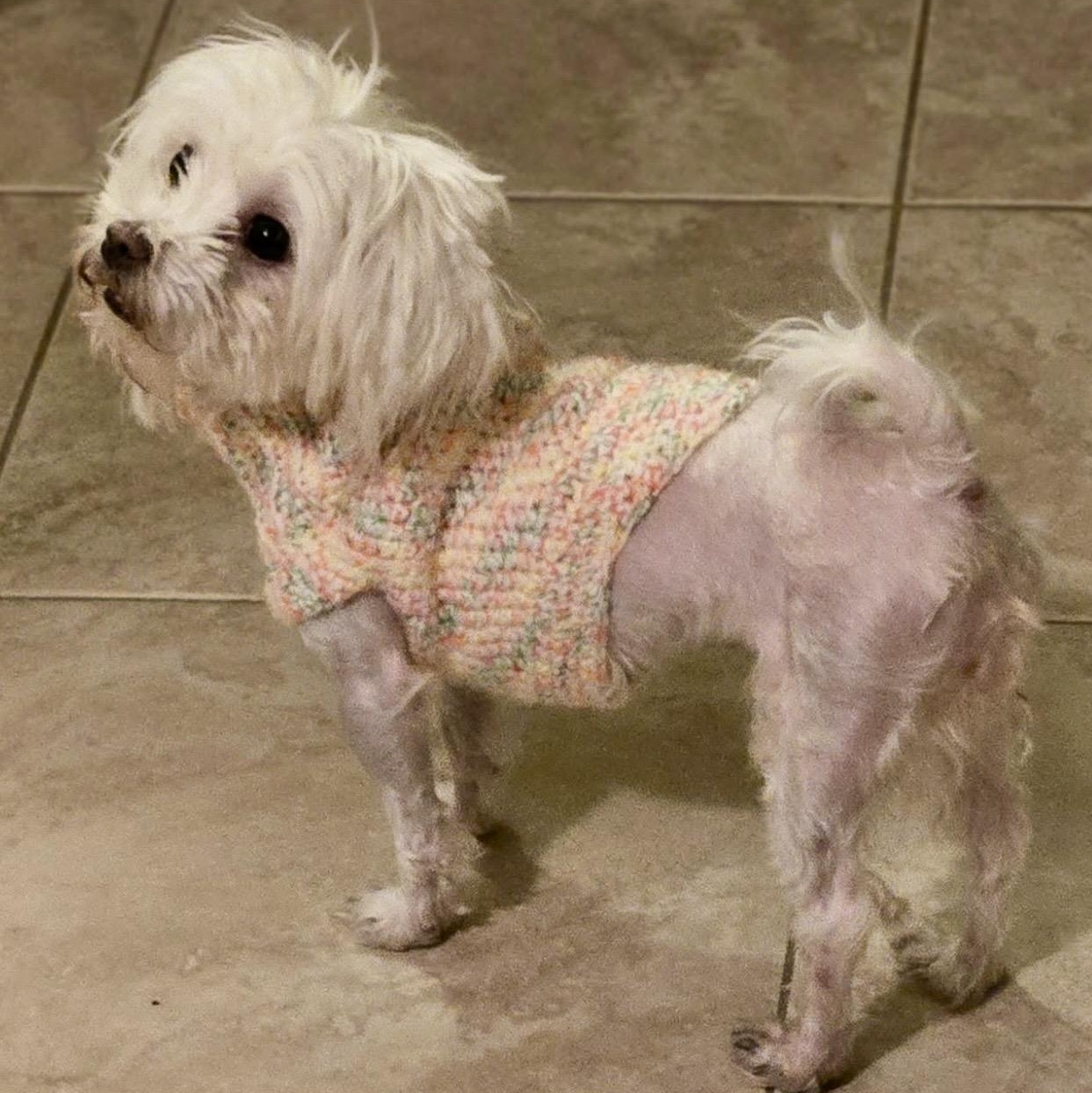 Enlarge Elfie , an adopted mixed breed in Pelham, NH image 4/6