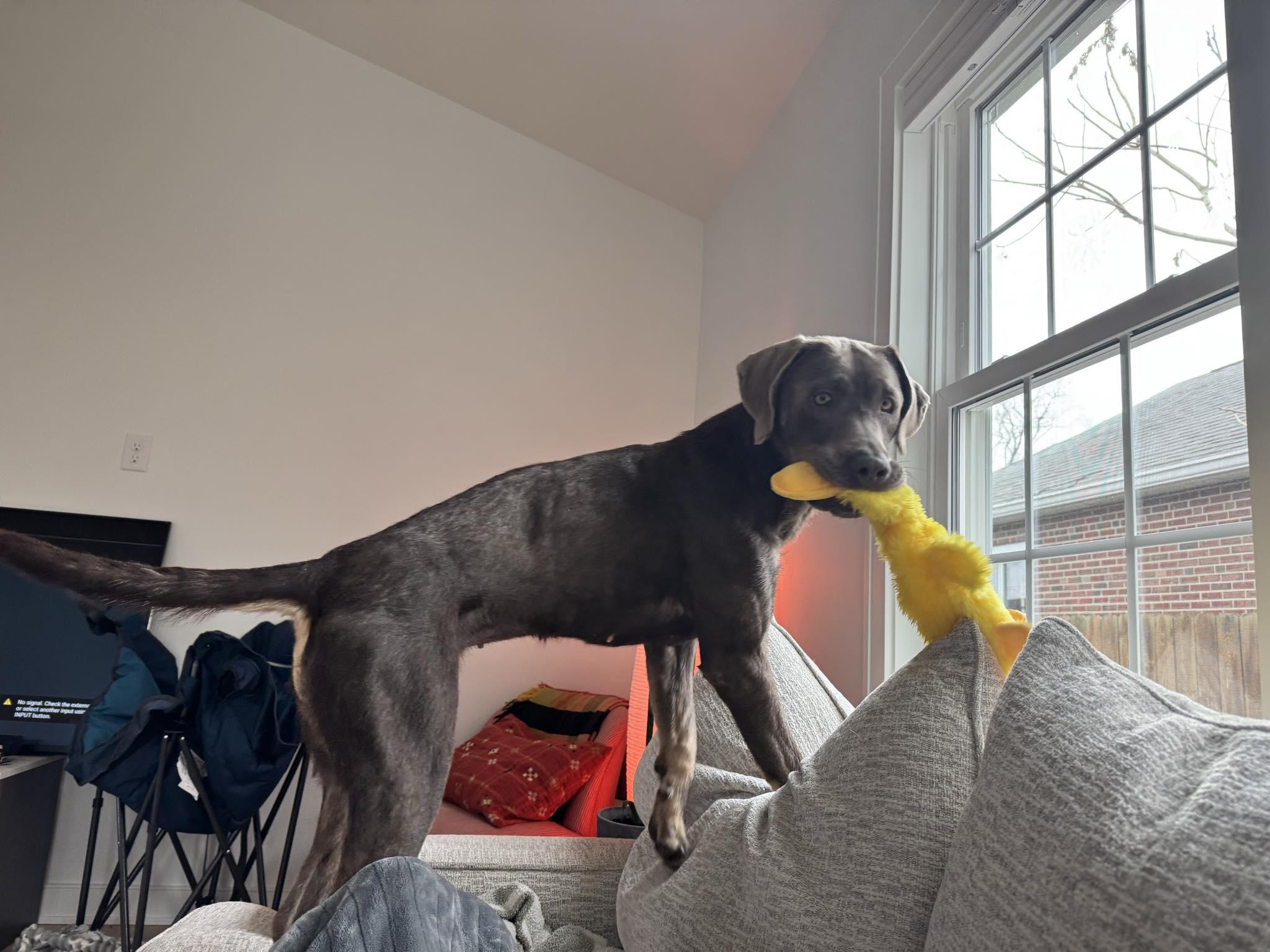 Enlarge Eleven, an adopted mixed breed in Indianapolis, IN image 4/5