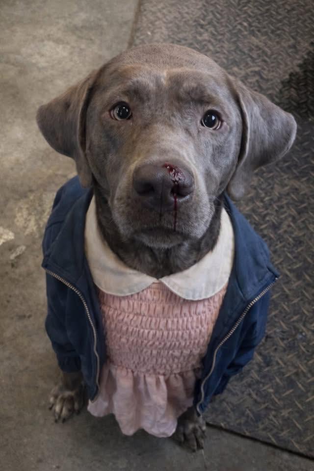 Enlarge Eleven, an adopted mixed breed in Indianapolis, IN image 2/5