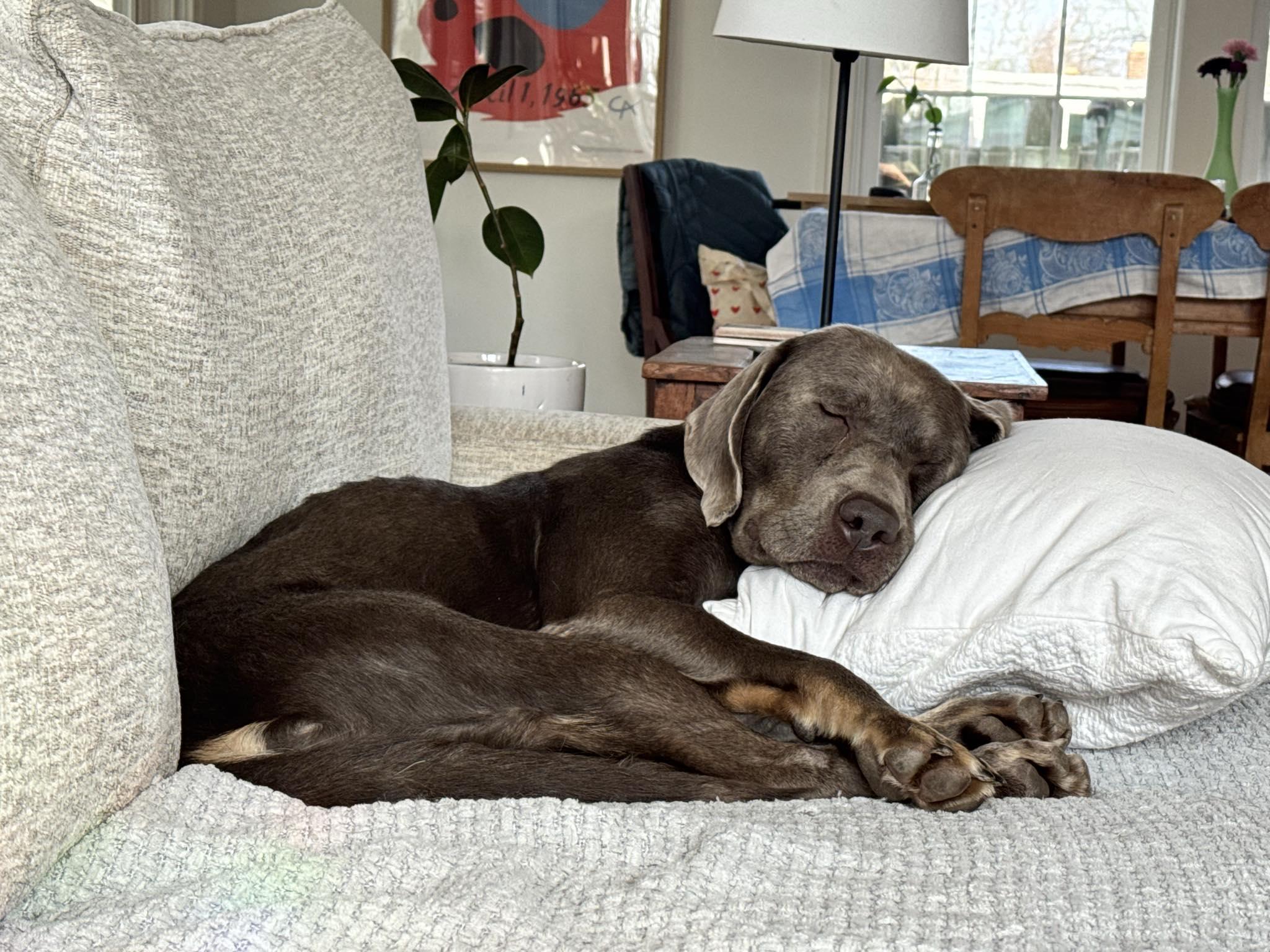 Enlarge Eleven, an adopted mixed breed in Indianapolis, IN image 3/5