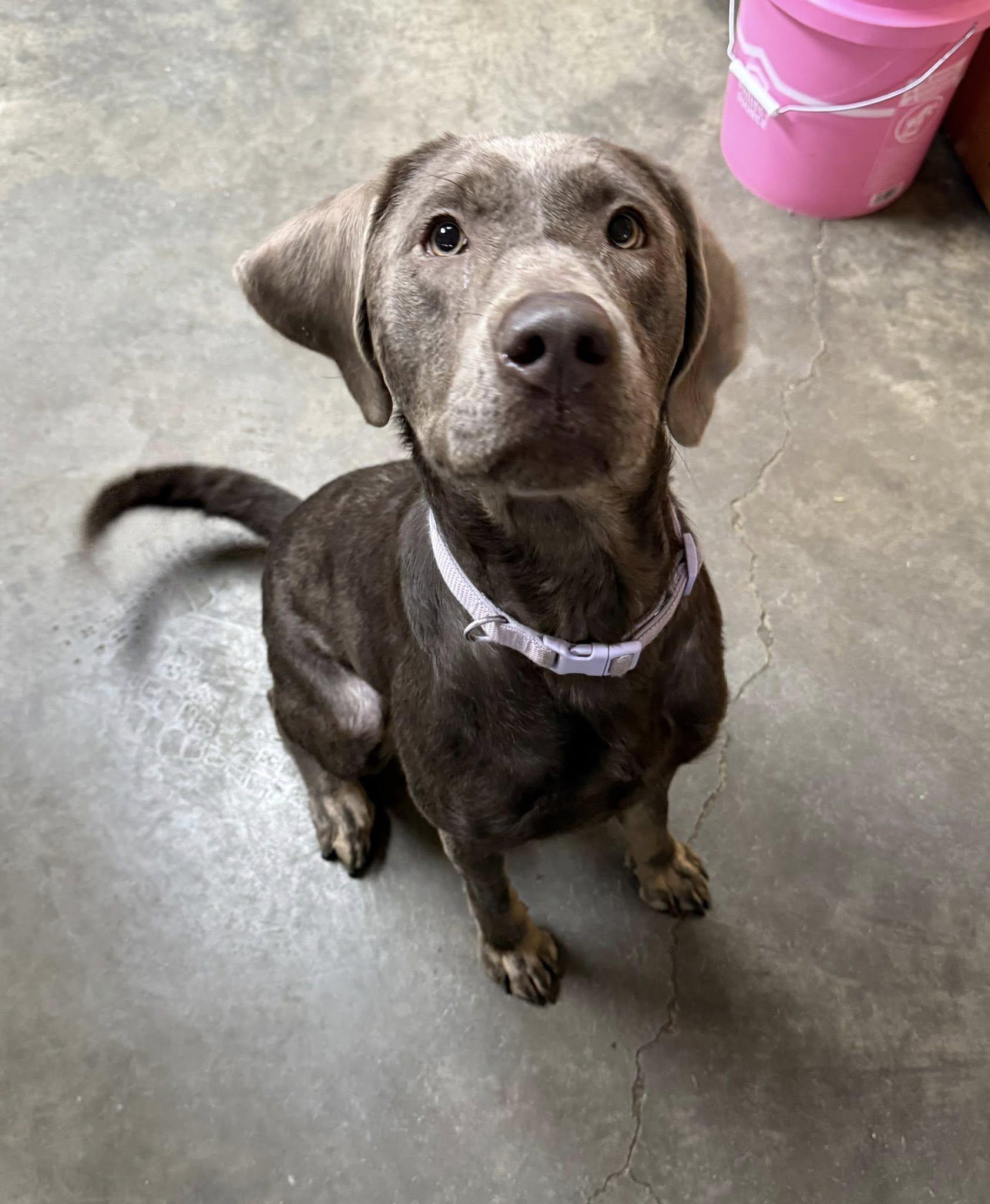 Enlarge Eleven, an adopted mixed breed in Indianapolis, IN image 1/5